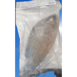 Tilapia schwarz ganz